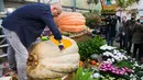 Seorang pegawai kebun raya memotong labu raksasa yang dipamerkan di Moskow, Rusia, pada 1 November 2020. Potongan labu kuning seberat 390 kg tersebut dibagikan kepada para pengunjung. (Xinhua/Maxim Chernavsky)