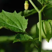 Anak-anak 90-an pasti akrab sekali dengan daun ciplukan, bagaimana dengan kamu? Ternyata daun ini punya beragam khasiat lho.
