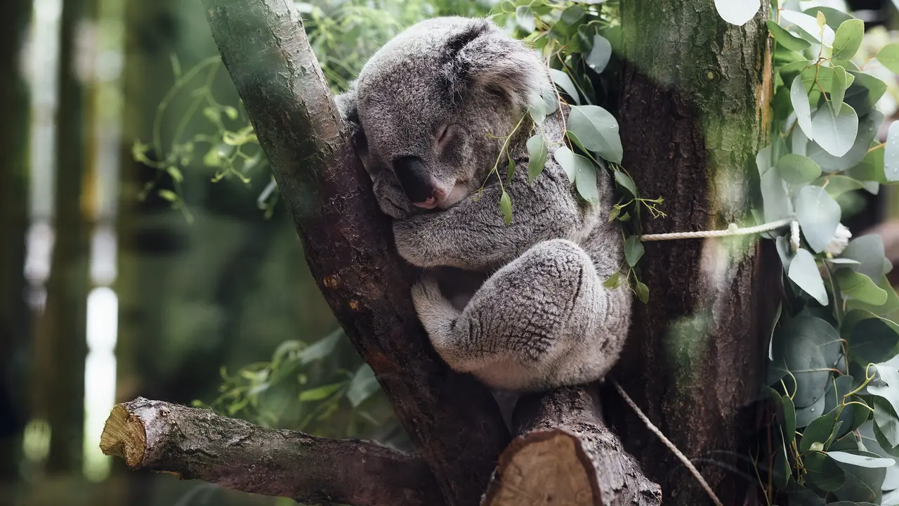 Ilustrasi mimpi, koala