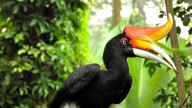 Cerita Warga Labuhanbatu Menyelamatkan Burung Enggang Rangkong Regional Liputan6 Com