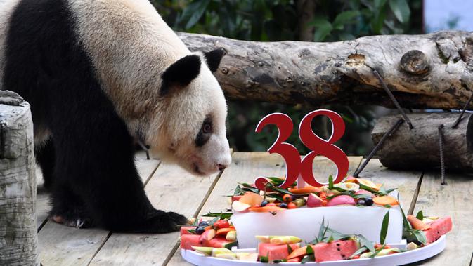 Panda raksasa Xinxing menikmati kue ulang tahun spesialnya di Kebun Binatang Chongqing di Kota Chongqing, China pada 16 Agustus 2020. 