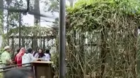 Sebuah restoran unik bentuknya mengadopsi sarang burung hingga arung jeram dengan menggunakan ban dalam. 