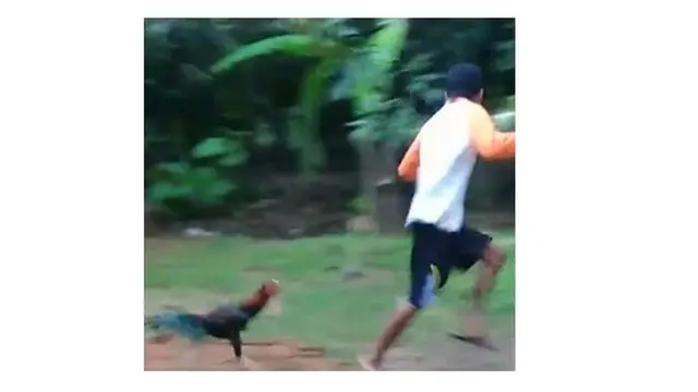 9 Tingkah Ayam Ganggu Manusia Ini Bikin Geregetan, Kocak