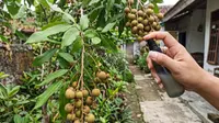 Cara Mengusir Semut dari Tanaman Buah Tanpa Merusak Daun, Metode Aman dan Ampuh