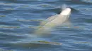 Seekor paus beluga terlihat berenang di sungai Seine Prancis, dekat kunci di Courcelles-sur-Seine, Prancis barat pada 5 Agustus 2022. Paus Beluga ini pertama kali terlihat di sungai awal pekan ini dan terus dipantau dengan menggunakan pesawat nirawak (drone) oleh petugas layanan penyelamatan. (Jean-François MONIER / AFP)