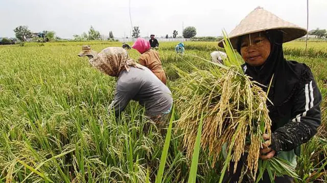 Luas Tanam dan Panen Tinggi, Akademisi IPB Nilai Food Estate Kalimantan Tengah Berhasil