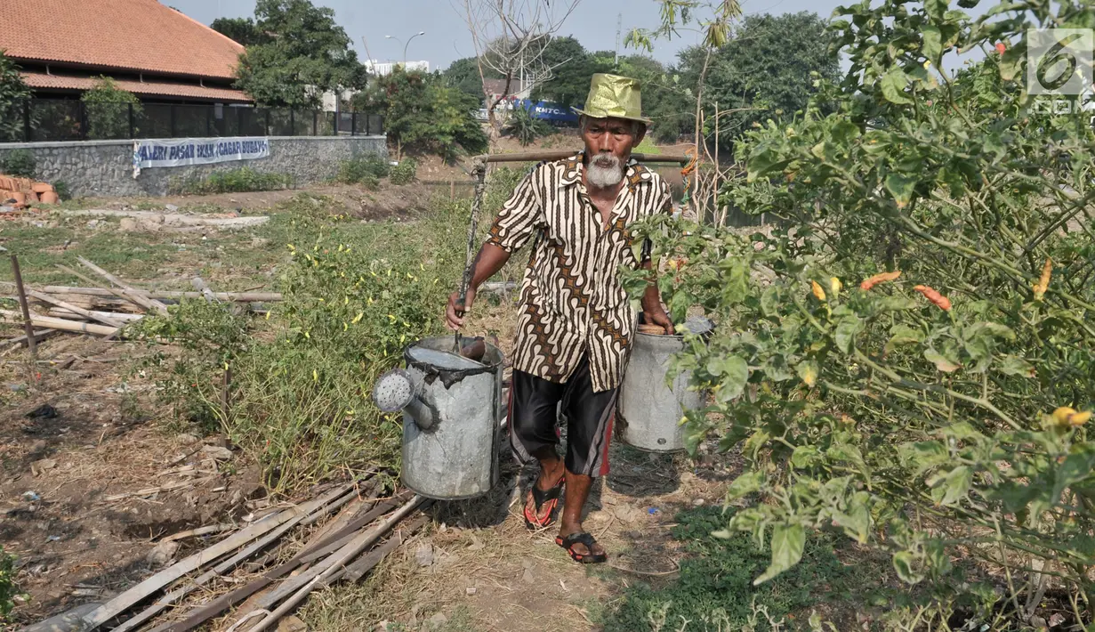 Kakek Suyitno atau Pak Dul membawa air untuk menyiram ladang cabai di lahan bekas gusuran kawasan Pasar Ikan, Penjaringan, Jakarta, Kamis (25/7/2019). Kakek enam cucu ini menanami lahan bekas gusuran tersebut sebagai siasat dalam menghadapi mahalnya harga cabai. (merdeka.com/Iqbal Nugroho)