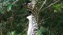 Seekor ular piton yang tergantung di atas pohon saat tengah melahap seekor kelelawar yang juga berukuran cukup besar di Sunshine Beach, Queensland, Kamis (2/7/2015). (Dailymail)