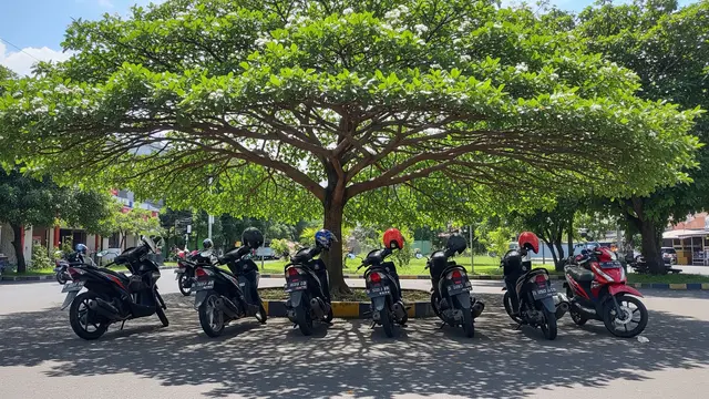 Tanaman Peneduh untuk Parkiran Motor