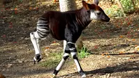 Okapi, hewan ini sangat mirip zebra namun masuk keluarga jerapah. Sumber foto : sandiegozoo