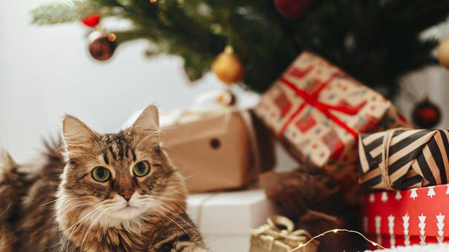 8 Hal Unik dan Menarik dari Kumis Kucing yang Perlu Cat Lovers Ketahui