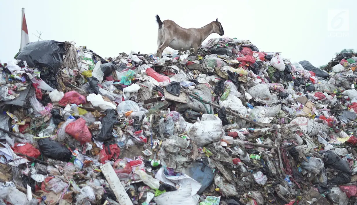 Seekor kambing mencari makanan di tempat pembuangan sampah di kawasan Sunter, Jakarta, Rabu (8/5). Sulitnya mencari rumput di Ibukota menyebabkan para peternak terpaksa membiarkan hewan-hewan tersebut mengais makanan tidak pada tempatnya. (Liputan6.com/Immanuel Antonius)