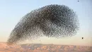 Migrasi burung jalak eropa (Sturnus vulgaris) terbang berkelompok membentuk pola sebelum hinggap untuk beristirahat dan tidur, terlihat di Lembah Jordan, Tepi Barat, sepanjang perbatasan dengan Yordania pada 3 Februari 2019. (MENAHEM KAHANA / AFP)