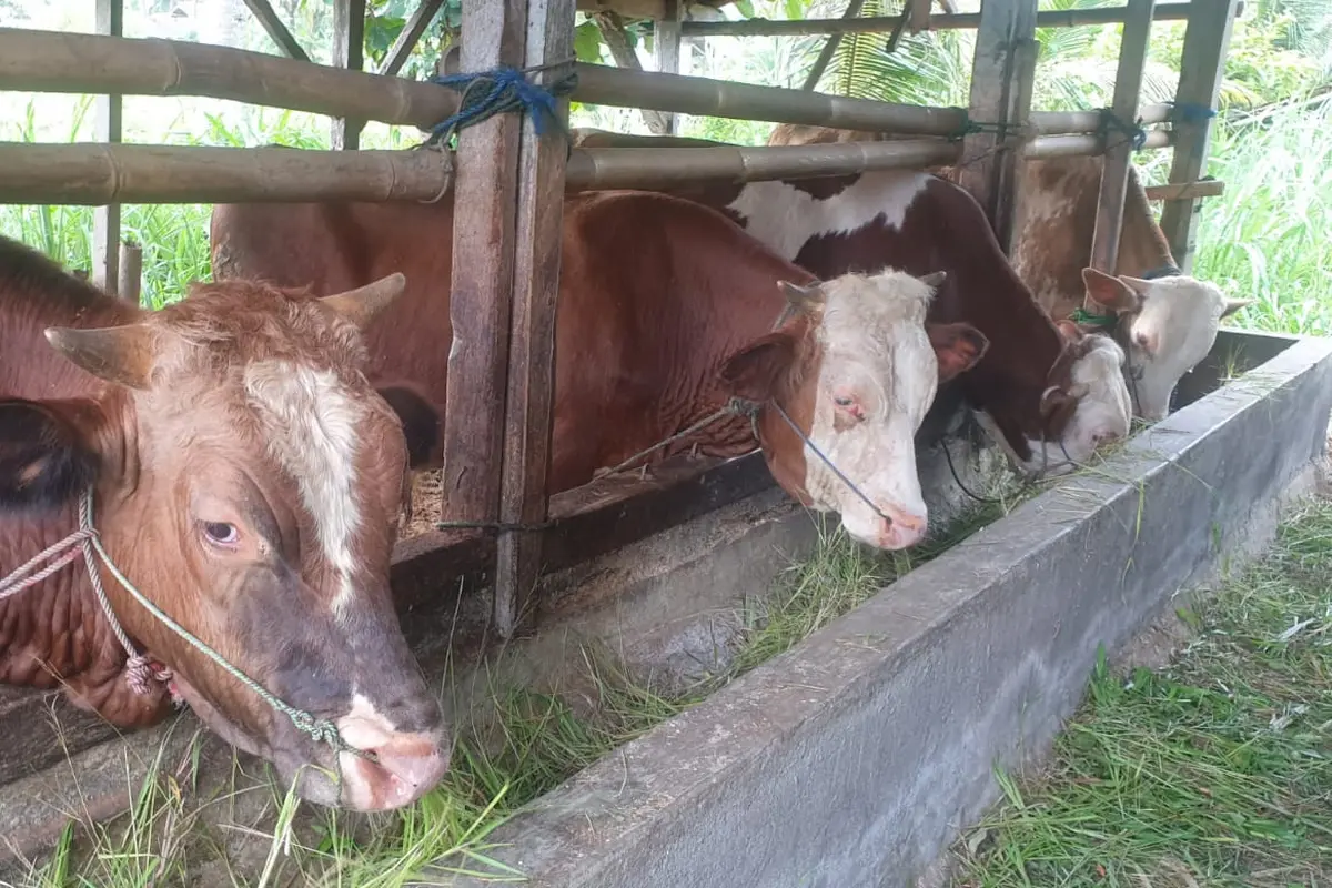Beberapa sapi di salah satu kandang milik petani di wilayah Garut, Jawa Barat, yang diperuntukan untuk hewan kurban menjelang Idul Adha 1443 H tahun ini. (Liputan6.com/Jayadi Supriadin)