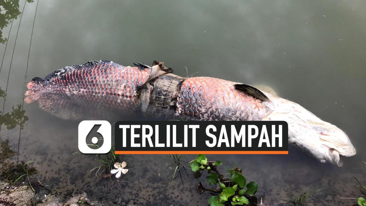 VIDEO: Ikan Arapaima Tewas Terlilit Sampah Plastik
