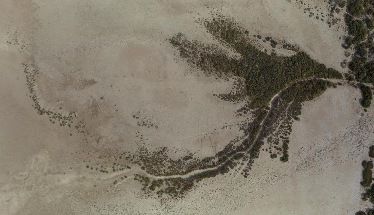 Namun pada hari Sabtu, hanya beberapa lusin burung dewasa yang terlihat di laguna air asin. (AFP/Jorge Geurrero) (AFP/Jorge Geurrero)