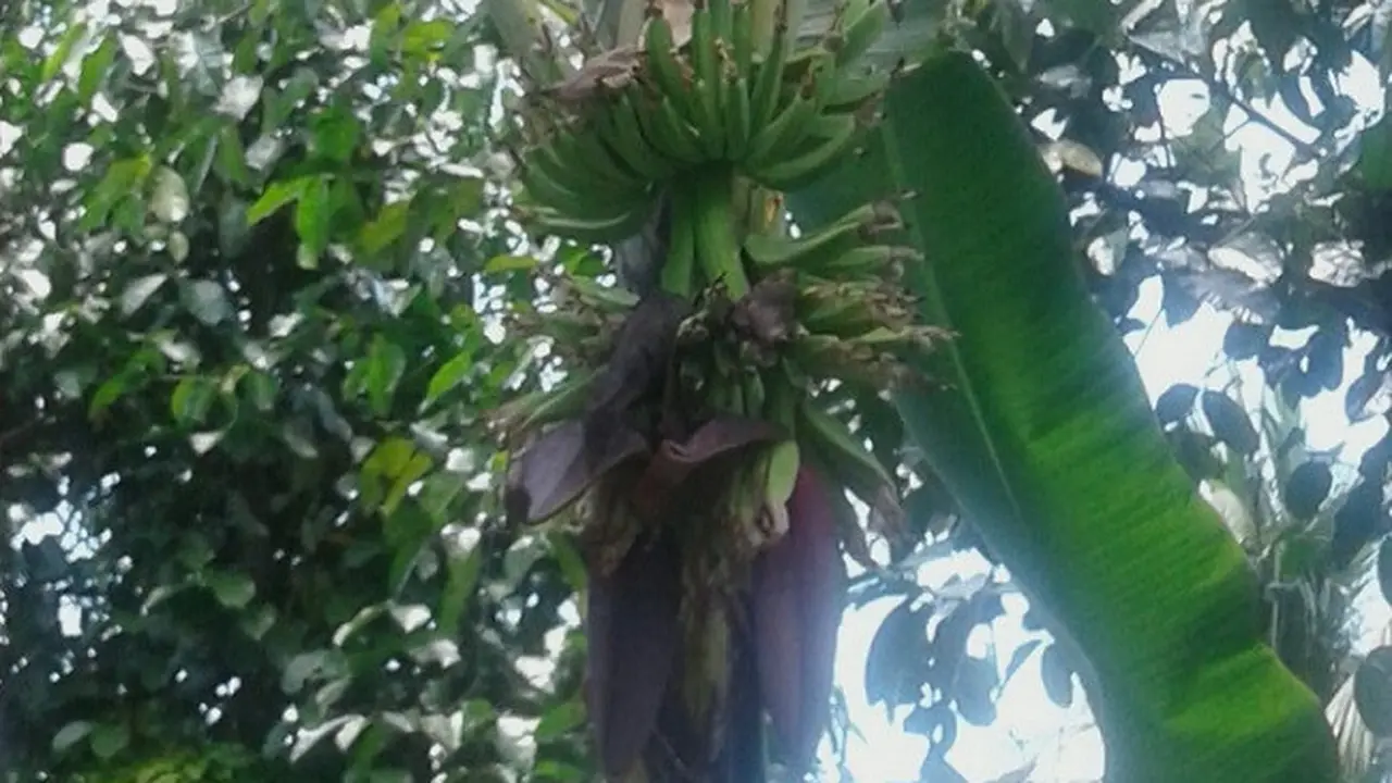 Tandan pisang pilkada