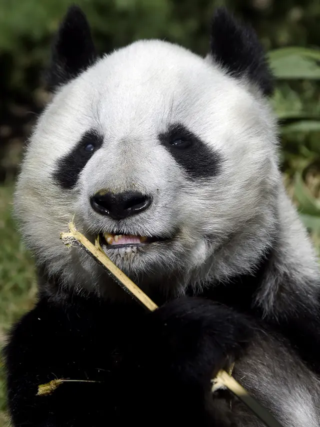 Ilustrasi panda