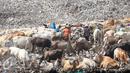 Sejumlah pemulung mengumpulkan sampah bersama dengan puluhan ekor sapi di TPA Piyungan, Yogyakarta, Sabtu (11/6). Sapi di TPA tersebut tidak layak di konsumsi karena memiliki kandungan logam yang tinggi. (Liputan6.com/Boy Harjanto)