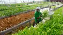Petani memanen sayuran hidroponik pada areal bekas lapangan tenis di Greenville Farm, Tanjung Duren, Jakarta Barat, Senin (21/11/2022). Greenville Farm dirintis pada masa pandemi COVID-19 akibat terbengkalainya lapangan tenis. (merdeka.com/Arie Basuki)