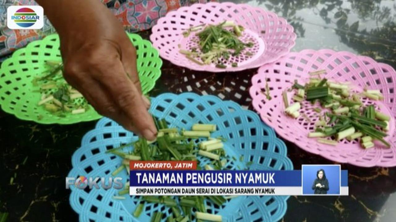 Ini 2 Tanaman Pengusir Nyamuk Paling Ampuh
