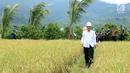 Presiden Jokowi berjalan di tengah sawah saat meninjau irigasi di Desa Waimital, Kecamatan Kairatu, Kabupaten Seram Bagian Barat (14/2). Program tersebut diharapkan Jokowi bisa meningkatkan daya beli masyarakat. (Liputan6.com/Pool/Biro Pers Setpres)