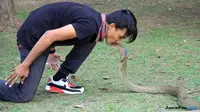 Rizki Ahmat saat bersama ular king cobra di Taman Tugu Soekarno, sebelum dipatuk ular peliharaannya di Bundaran Besar, Kota Palangkaraya, Kalimantan Tengah, Minggu pagi, 7 Juli 2018. (Dok. Kalteng Post/Jawa Pos Group)