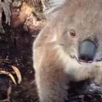 Koala manja ini inta dipeluk usai diberi minum.