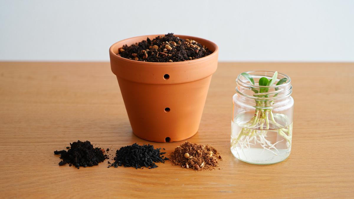 Cara Memperbanyak Tanaman Hias dari Stek Batang, Praktis dan Cocok untuk Pemula