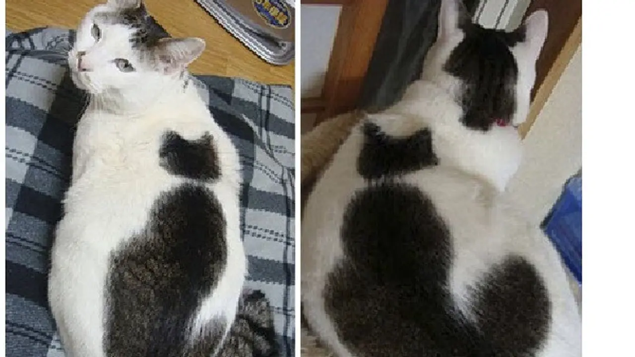 6 Motif Bulu Kucing Ini Berbentuk Sesuatu, Corak Langka - Hot Liputan6.com