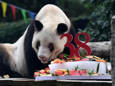 Panda raksasa Xinxing menikmati kue ulang tahun spesialnya di Kebun Binatang Chongqing di Kota Chongqing, China pada 16 Agustus 2020. "Nenek panda" yang menjadi bintang di kebun binatang itu pada Minggu (16/8) berulang tahun ke-38, setara usia 110-150 tahun pada manusia. (Xinhua/Tang Yi)