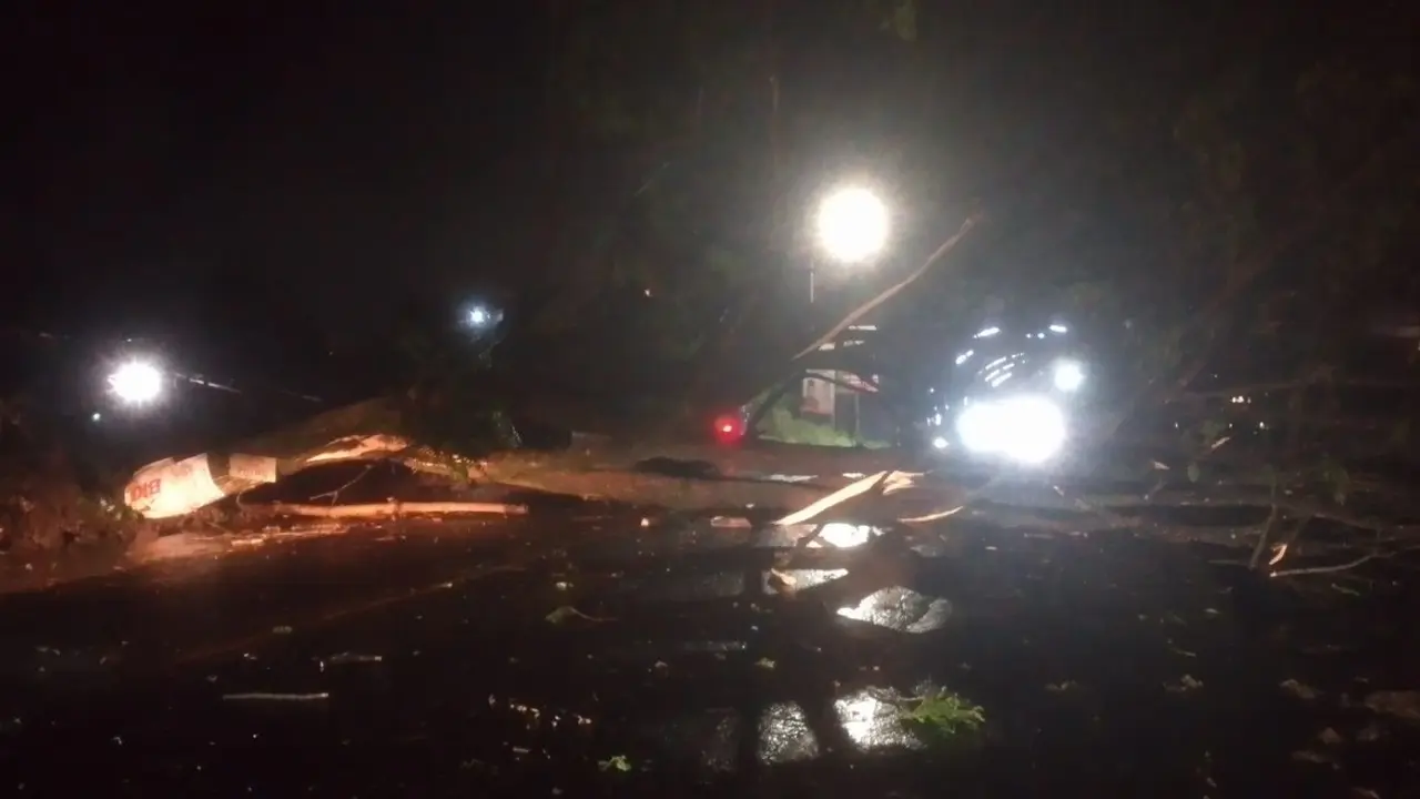 Pohon tumbang pada, Senin (13/2/2023), di jalur Ring Road yang menghubungkan Kota Manado dan Kabupaten Minahasa Utara.