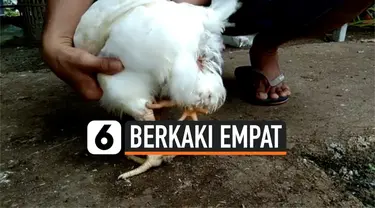 vertical berkaki empat