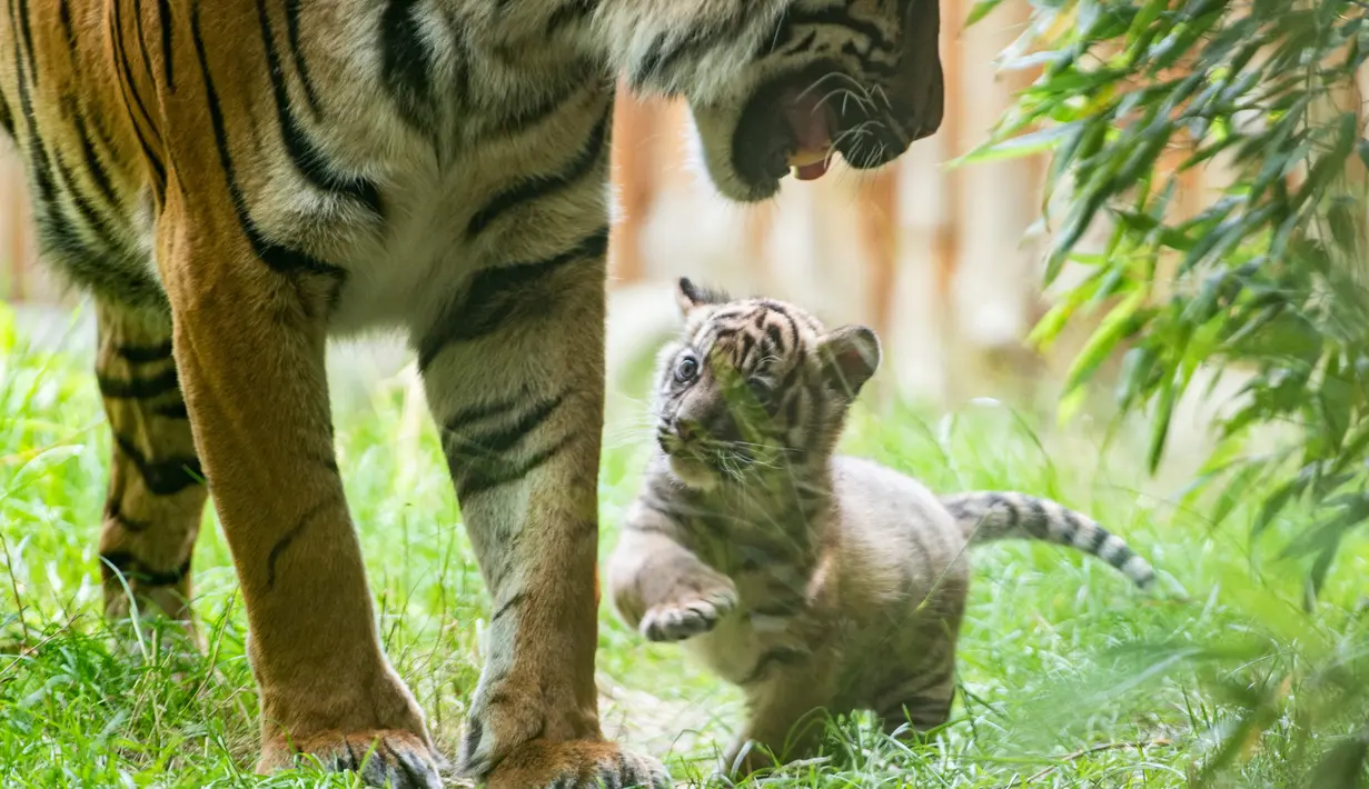 Dalam foto tanpa tanggal memperlihatkan seekor anak Harimu Sumatera bermain dengan induknya di Kebun Binatang Wroclaw, Polandia. Juru bicara Kebun Binatang Wroclaw, Joanna Kij, mengatakan kelahiran anak harimau merupakan kesuksesan besar bagi kebun binatang. (Wroclaw Zoo via AP)