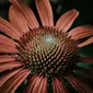 Bunga Echinacea. (dok.foto Paweł Czerwiński/Unsplash)