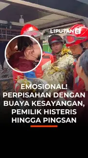 Emosional! Perpisahan Dengan Buaya Kesayangan, Pemilik Histeris hingga Pingsan