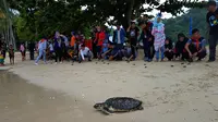 Sambut Pagi dengan Melepasliarkan Penyu Langka