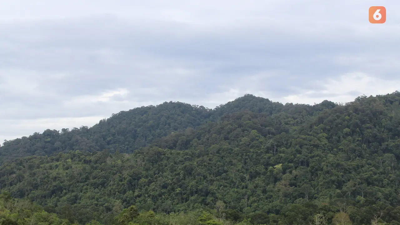 Hutan Adat Guguk