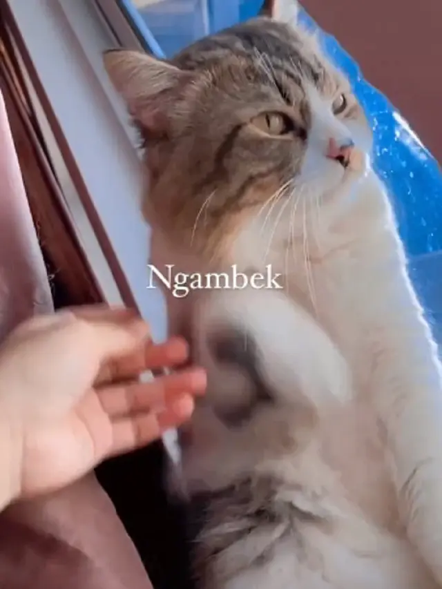 Kucing ngambek