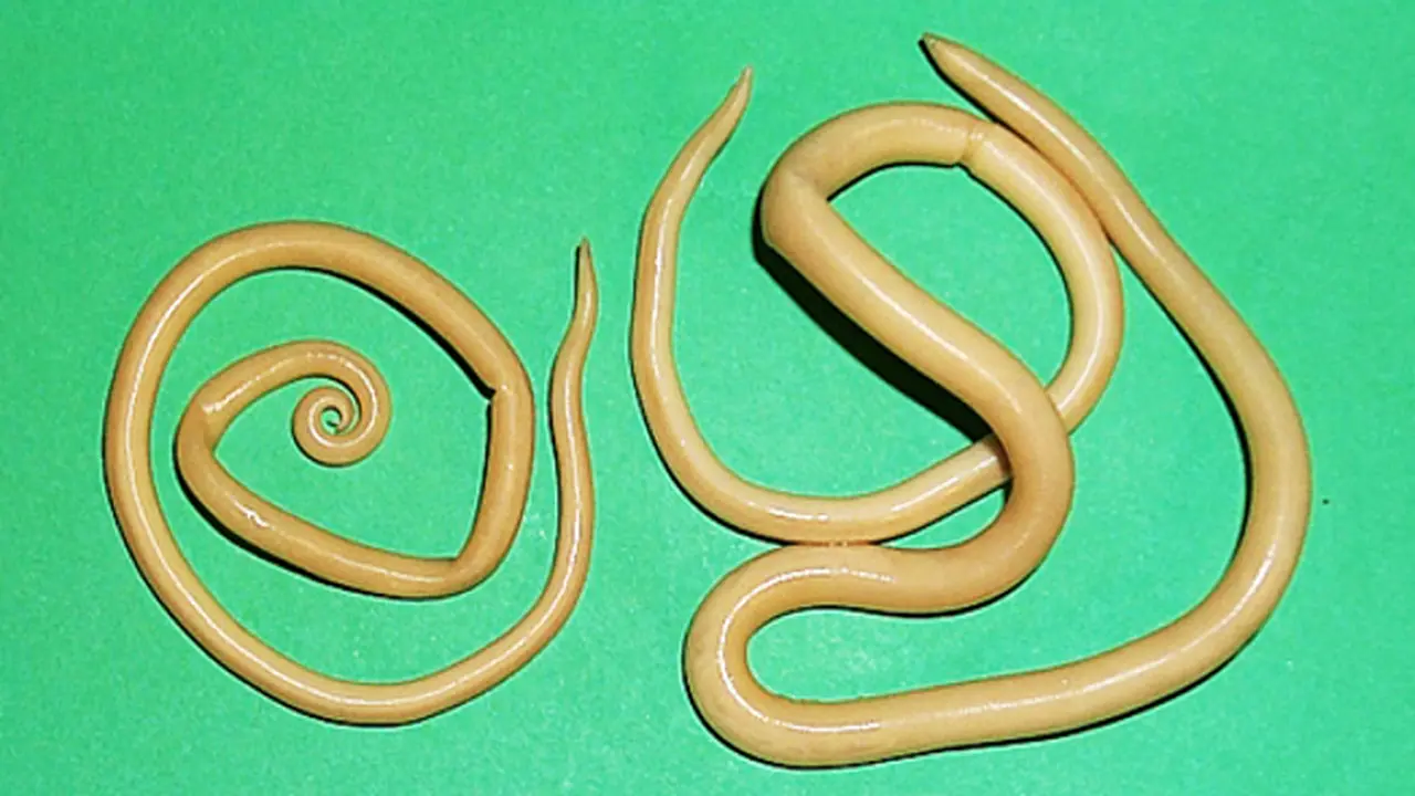 Ascaris lumbricoides worm