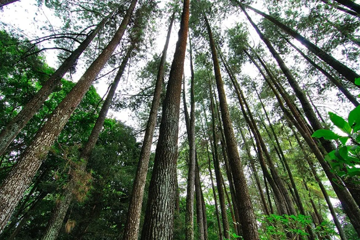 Taman Juanda