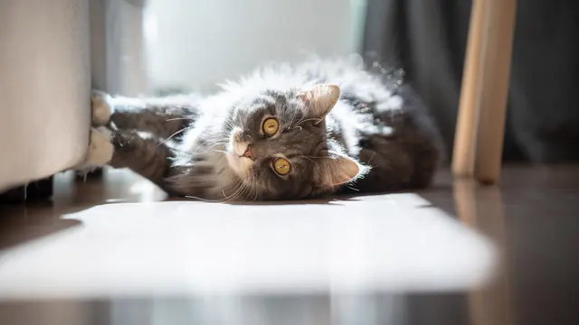 Niatnya Estetik, Karpet Cantikmu Malah Jadi Korban Cakaran Kucing