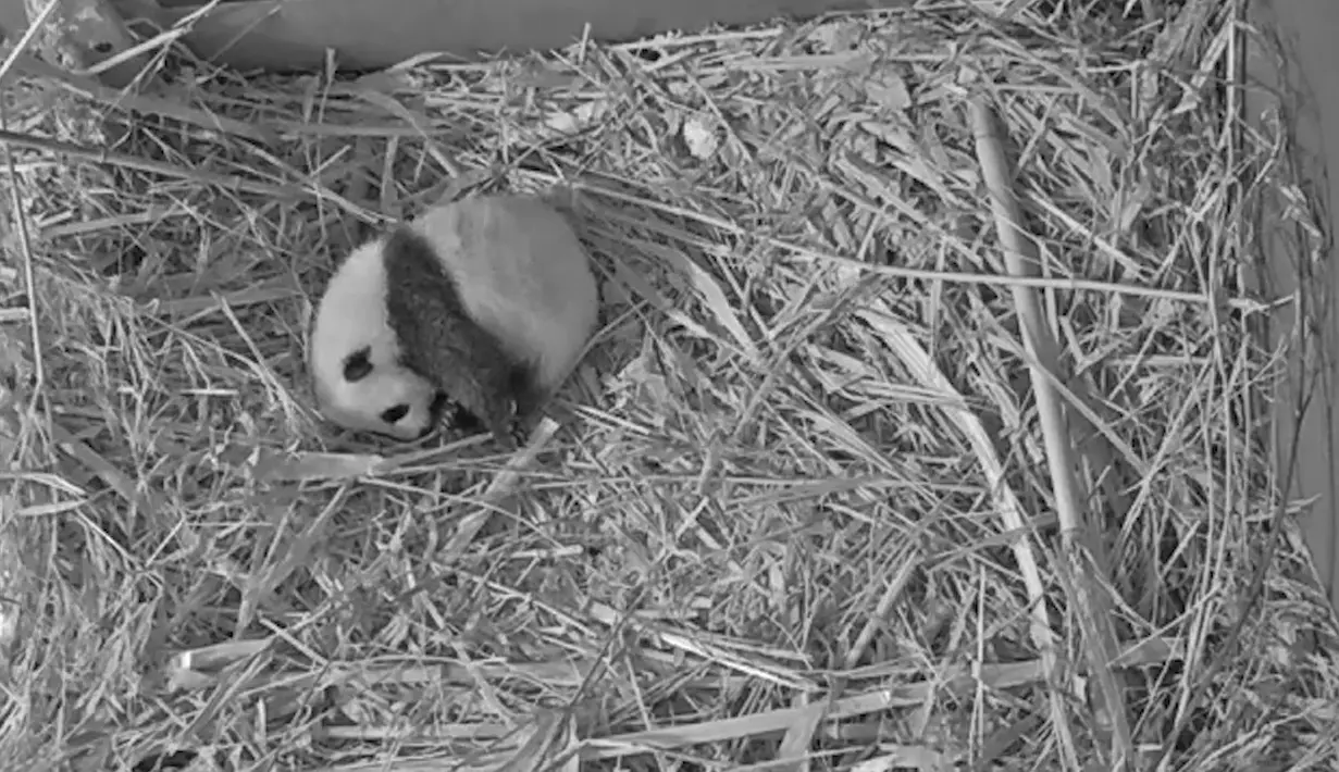 Tangkapan layar dari sebuah video yang disediakan oleh Kebun Binatang Ouwehands ini menunjukkan seekor anak panda raksasa di Kebun Binatang Ouwehands, Rhenen, Belanda, Juli 2020. Anak panda raksasa yang lahir pada 1 Mei di Kebun Binatang Ouwehands Belanda itu dinamai Fan Xing. (Xinhua)