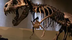 Penemuan Jejak Kaki Berukuran 7 Meter Ungkap Cara T-Rex Dewasa Berjalan