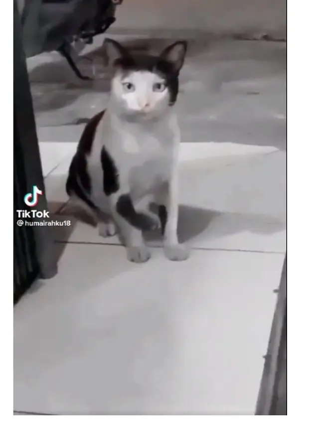 8 Motif Bulu Kucing Hitam Putih Ini Unik Banget, Bikin Senyum Sendiri