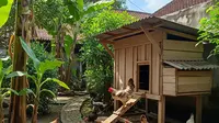 Alternatif Pakan Ternak Ayam yang Murah, Hemat Biaya Produksi