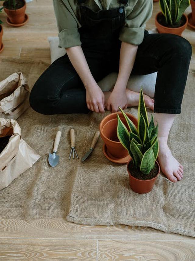 Ilustrasi tanaman lidah mertua | cottonbro dari Pexels