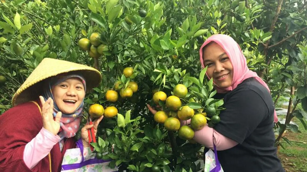 Petik Jeruk Garut Langsung dari Kebunnya