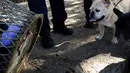 Dua ekor anjing saat melihat evakuasi Seekor tikus yang terjebak di sebuah lubang tong sampah di Brooklyn, New York, Amerika Serikat, (18/10). Supaya tidak terjadi lagi, petugas menambal lubang yang menjebak tubuh si tikus. (REUTERS/Lucas Jackson)