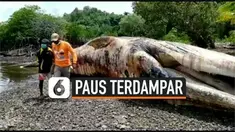 Seekor paus biru sepanjang 12 meter ditemukan mati terdampar di pulau Yapen, Papua. Petugas menemukan paus tersebut dengan banyak luka di bagian tubuhnya.